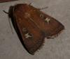 Xestia xanthographa